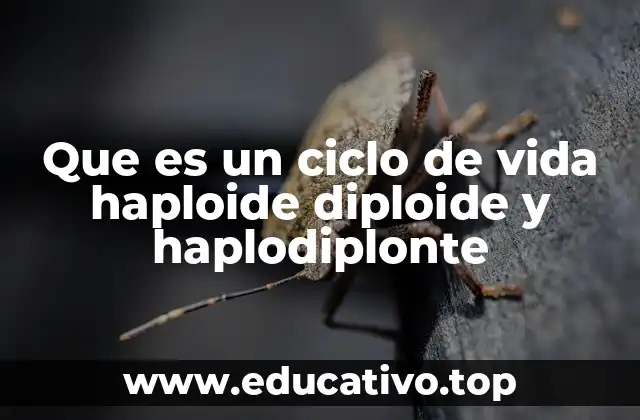 Que es un ciclo de vida haploide diploide y haplodiplonte