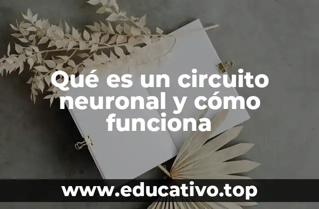Qué es un circuito neuronal y cómo funciona