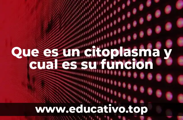 Que es un citoplasma y cual es su funcion