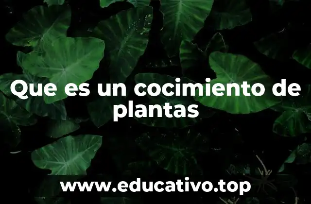 Que es un cocimiento de plantas