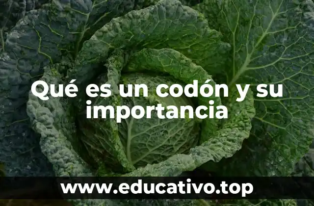 Qué es un codón y su importancia