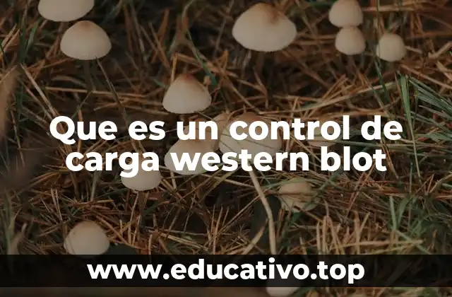 Que es un control de carga western blot