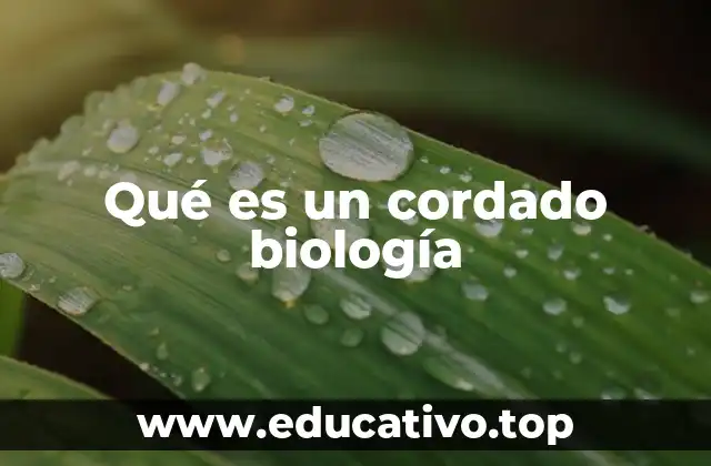 Qué es un cordado biología