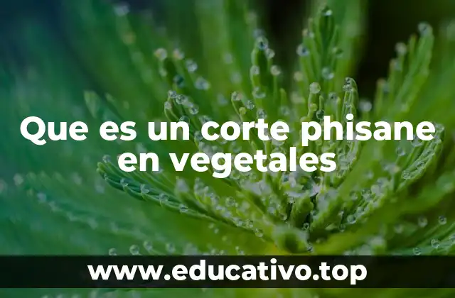Que es un corte phisane en vegetales
