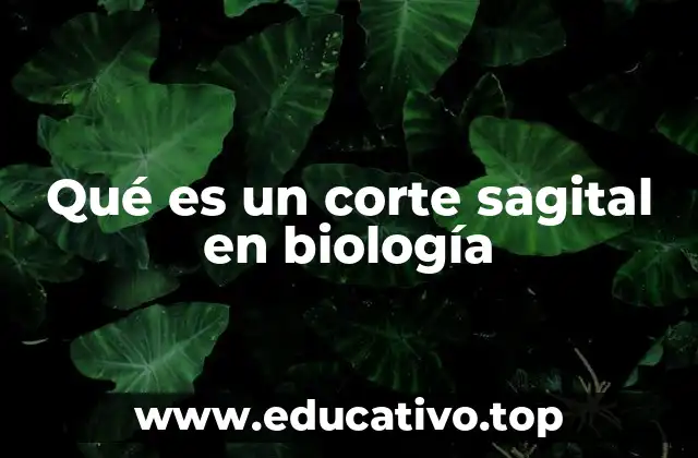 Qué es un corte sagital en biología