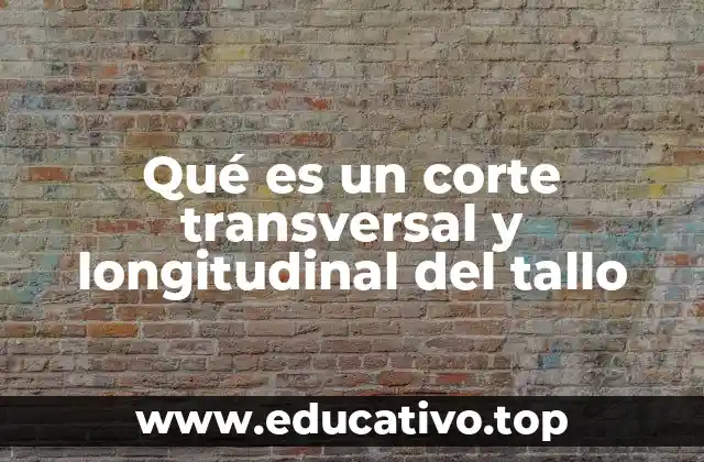 La importancia de analizar el tallo desde diferentes perspectivas