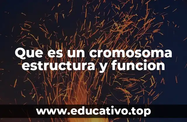 Que es un cromosoma estructura y funcion