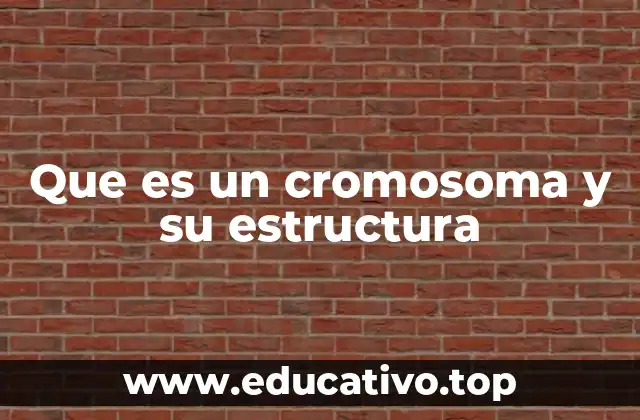 Que es un cromosoma y su estructura