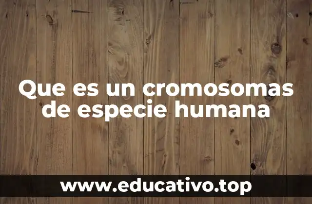 La estructura y organización de los cromosomas humanos