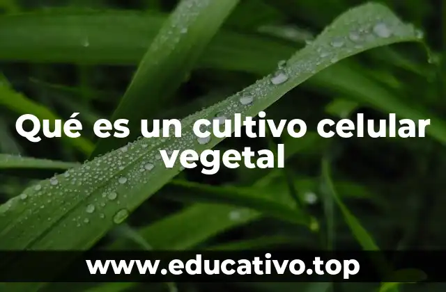 Qué es un cultivo celular vegetal