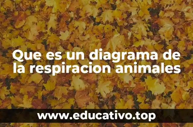 Que es un diagrama de la respiracion animales