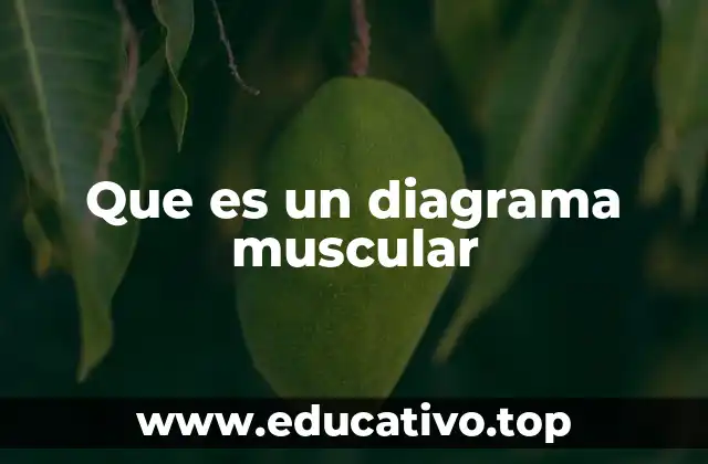 Que es un diagrama muscular