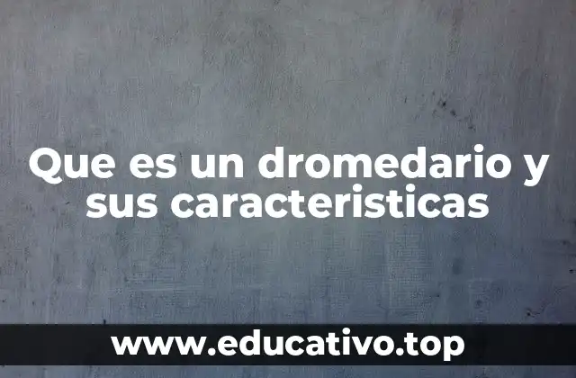 Que es un dromedario y sus caracteristicas