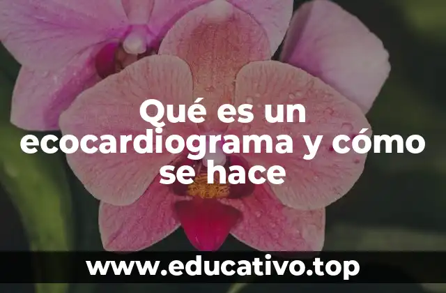 Qué es un ecocardiograma y cómo se hace