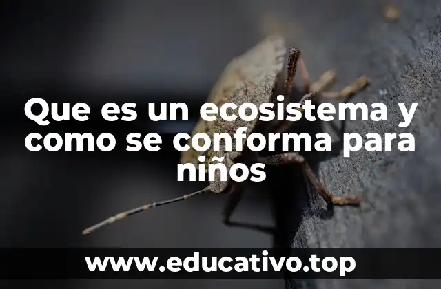 Que es un ecosistema y como se conforma para niños