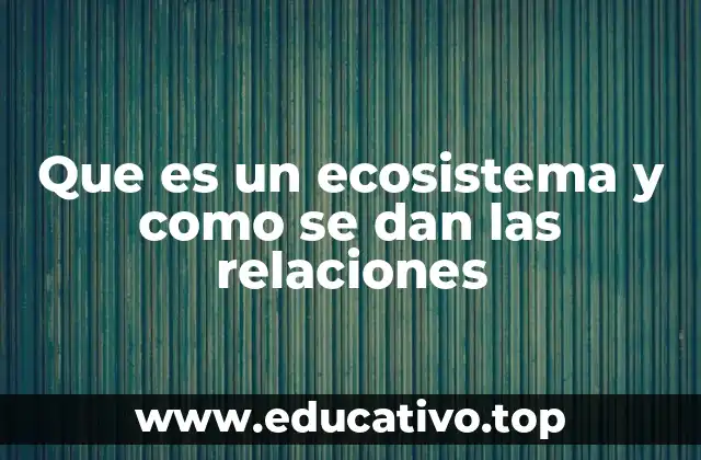 Que es un ecosistema y como se dan las relaciones