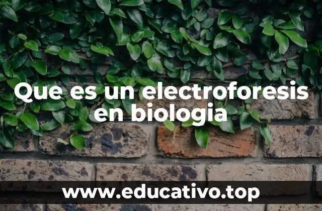 Que es un electroforesis en biologia