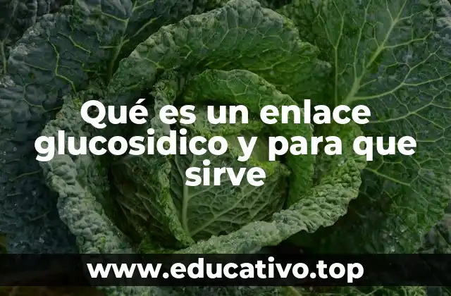 Qué es un enlace glucosidico y para que sirve