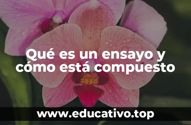 Qué es un ensayo y cómo está compuesto