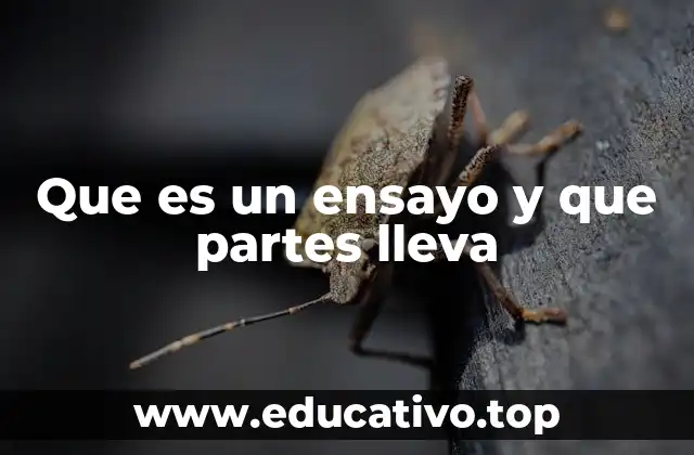 Que es un ensayo y que partes lleva