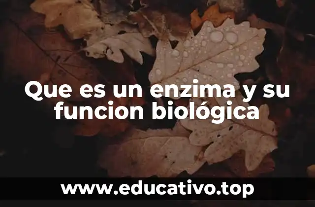 Que es un enzima y su funcion biológica