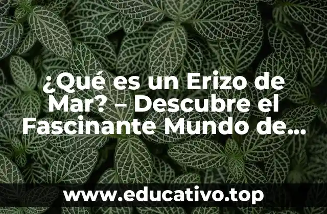 ¿Qué es un Erizo de Mar? – Descubre el Fascinante Mundo de estos Animales