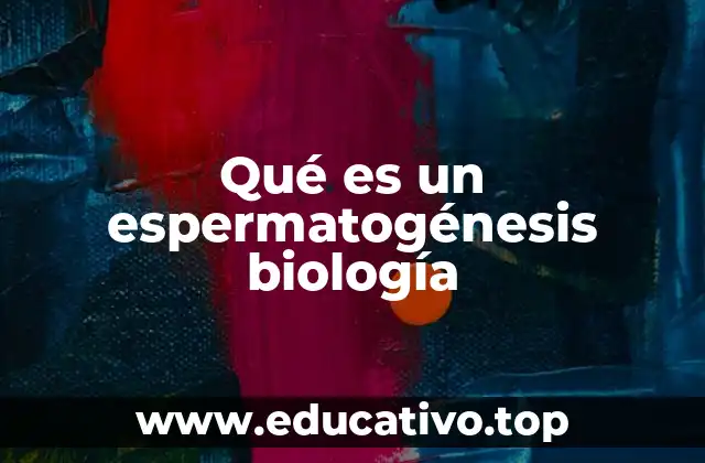 Qué es un espermatogénesis biología