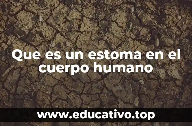 Que es un estoma en el cuerpo humano