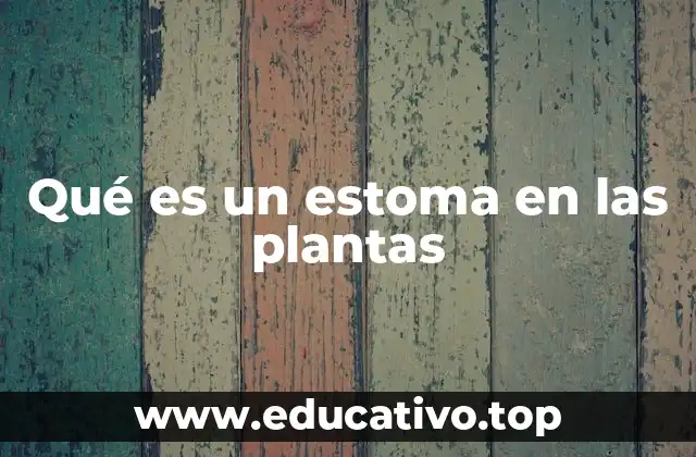 Qué es un estoma en las plantas