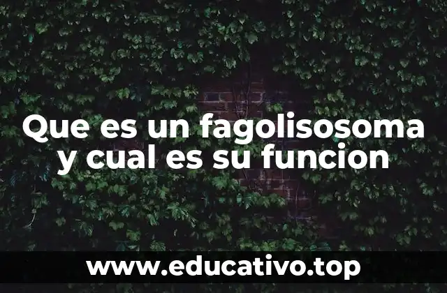 Que es un fagolisosoma y cual es su funcion