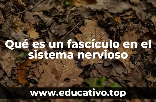 Qué es un fascículo en el sistema nervioso