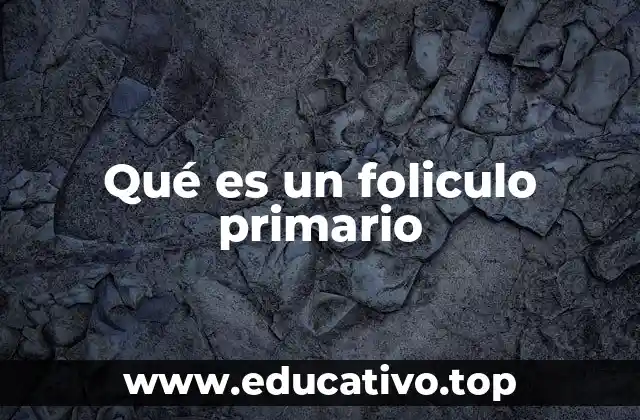Qué es un foliculo primario