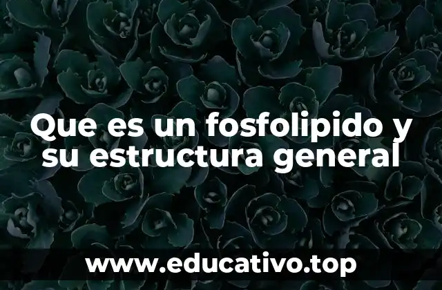 Que es un fosfolipido y su estructura general