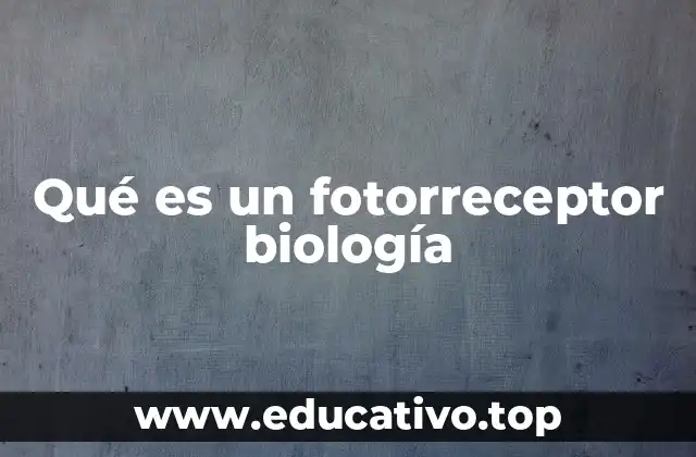 Qué es un fotorreceptor biología