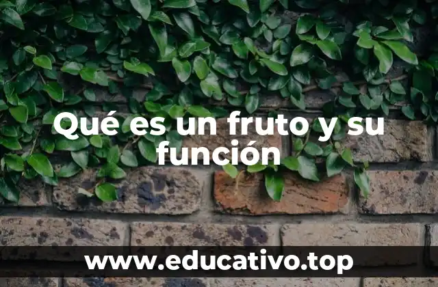 Qué es un fruto y su función
