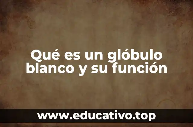 Qué es un glóbulo blanco y su función