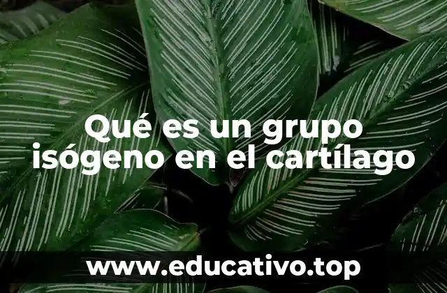Qué es un grupo isógeno en el cartílago