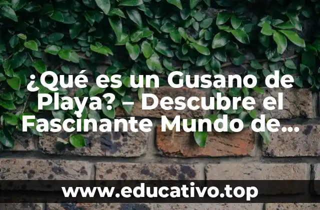 ¿Qué es un Gusano de Playa? – Descubre el Fascinante Mundo de estos Anélidos