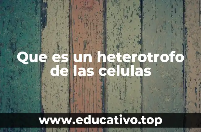 La importancia de los heterótrofos en los ecosistemas