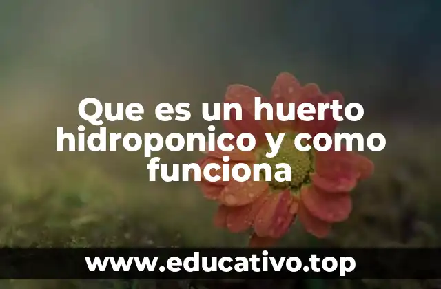 Que es un huerto hidroponico y como funciona