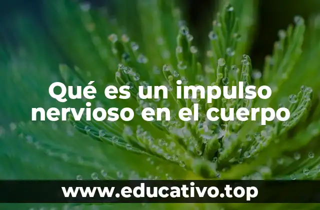 Qué es un impulso nervioso en el cuerpo