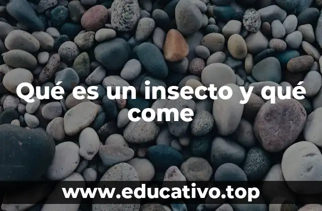 Qué es un insecto y qué come