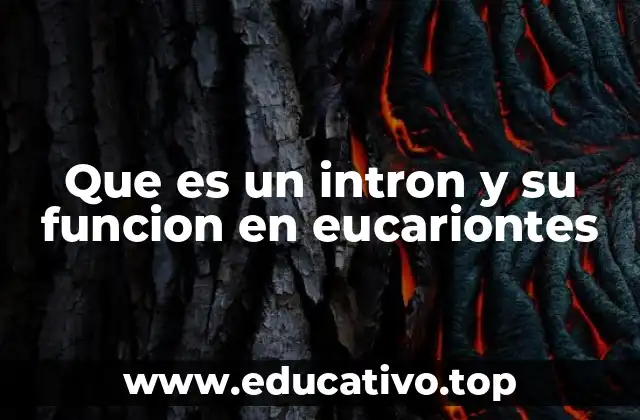 Que es un intron y su funcion en eucariontes