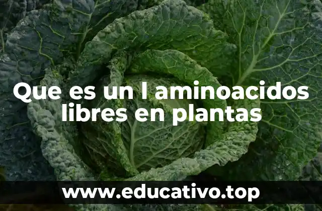 Que es un l aminoacidos libres en plantas