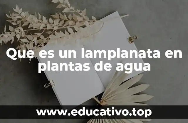 Que es un lamplanata en plantas de agua