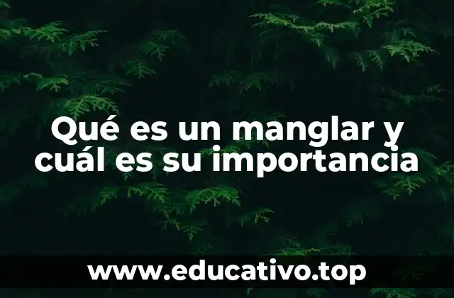 Qué es un manglar y cuál es su importancia