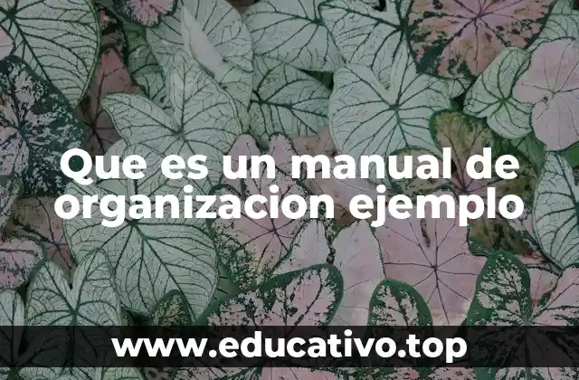 Que es un manual de organizacion ejemplo