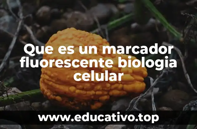 Que es un marcador fluorescente biologia celular