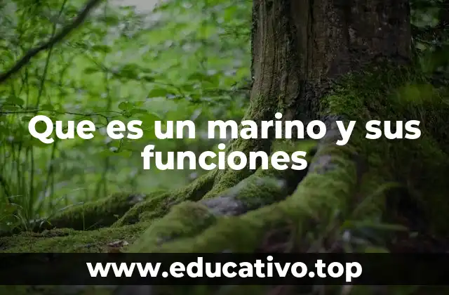 Que es un marino y sus funciones