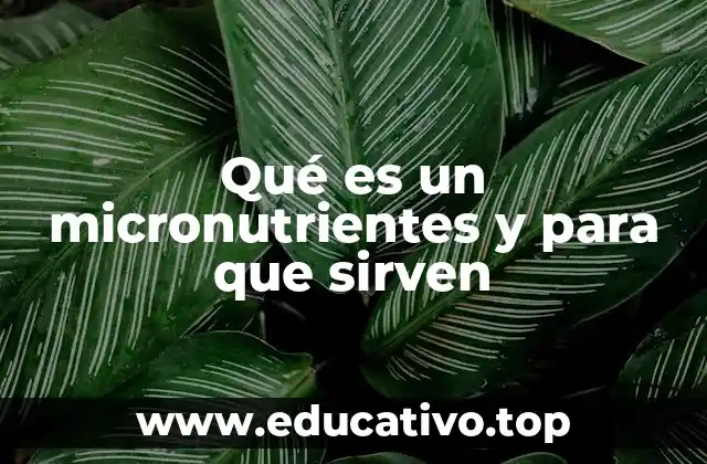 Qué es un micronutrientes y para que sirven